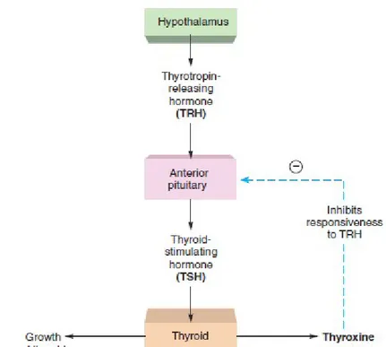 Gambar 2.6 Hipotalamus-pituitary-thyroid axis (Fox, 2006)