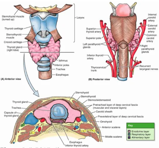 Gambar 2.1 Anatomi Kelenjar Tiroid  (Moore, 2007)