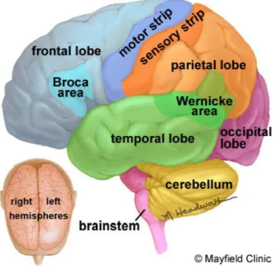 Gambar 3 : Otak terdiri dari tiga bagian: batang otak, cerebrum, dan cerebelum. 