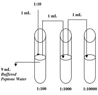 Gambar A.1 - Tingkat pengenceran menggunakan larutan pengencer Buffered Peptone   Water (BPW)
