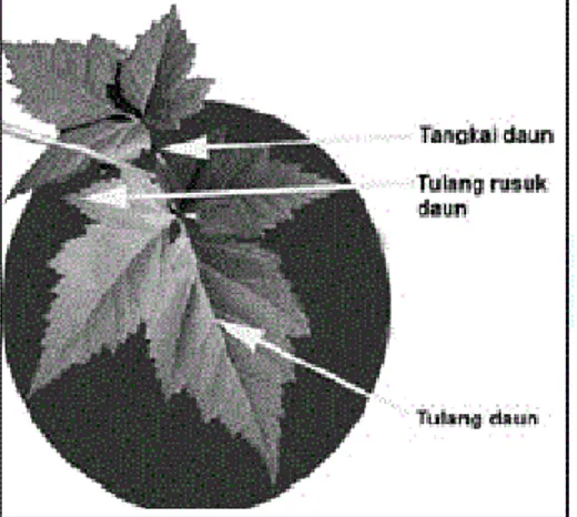 Gambar 1. Struktur luar daun. 