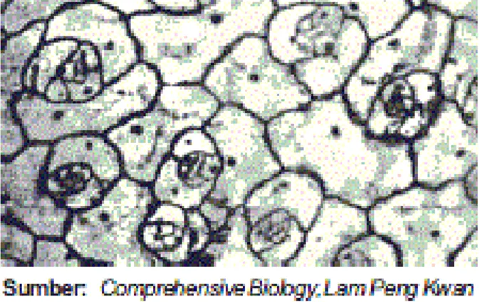 Gambar 2. Epidermis dengan stomata 