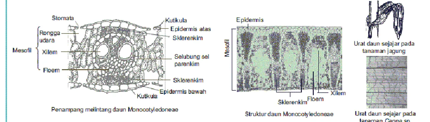 Gambar 5. Struktur jaringan daun dan urat daun Monokotil 