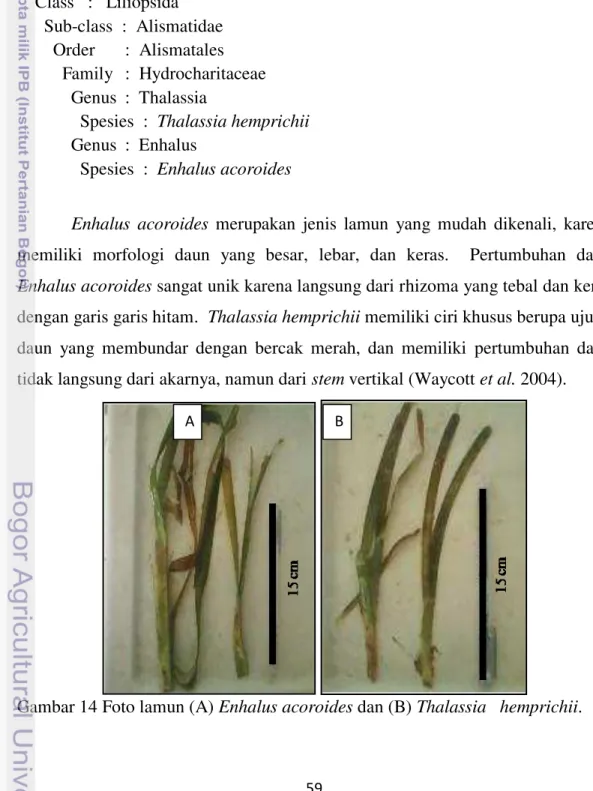 Gambar 14 Foto lamun (A) Enhalus acoroides dan (B) Thalassia   hemprichii.   
