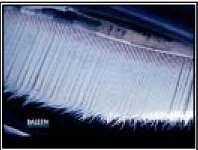 Gambar 4. Baleen pada paus Biru berfungsi sebagai penyaring makanan (Coats et 