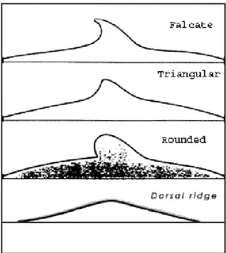 Gambar 9. Beberapa bentuk sirip dorsal pada Cetacea (Edwards, 1993). 