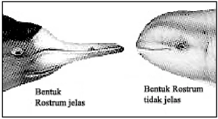 Gambar 10. Rostrum jelas pada lumba-lumba dan rostrum tak jelas pada Porpoise  (Carwardine, 1995)