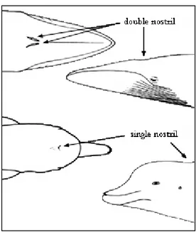 Gambar 11. Tipe lubang pernapasan pada Cetacea (Edwards, 1993). 
