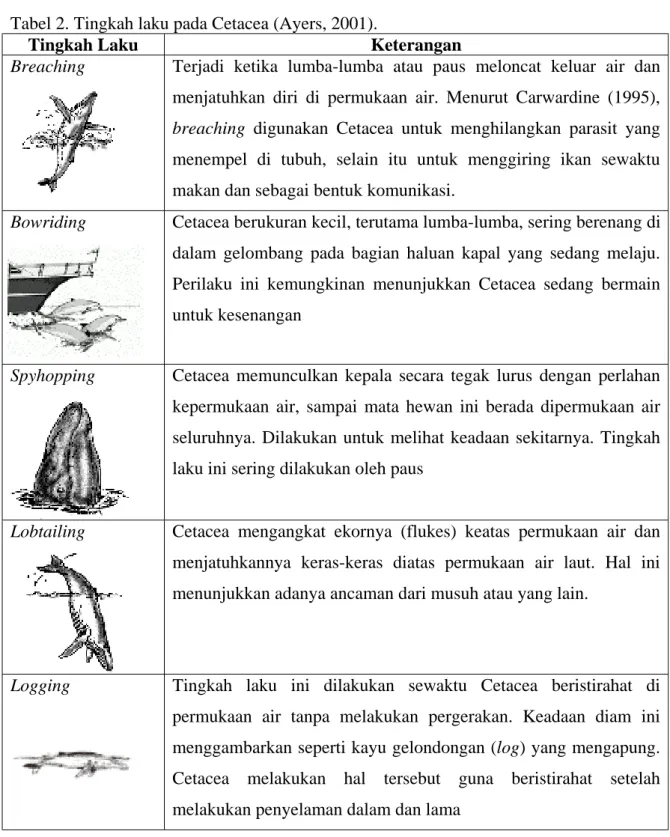 Tabel 2. Tingkah laku pada Cetacea (Ayers, 2001). 