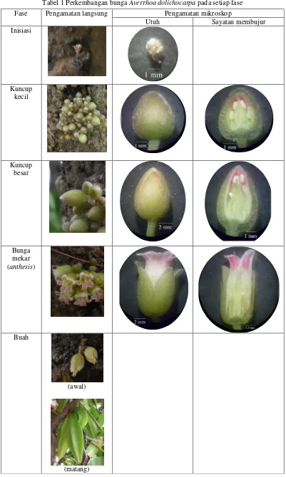 Tabel 1 Perkembangan bunga Averrhoa dolichocarpa pada setiap fase 