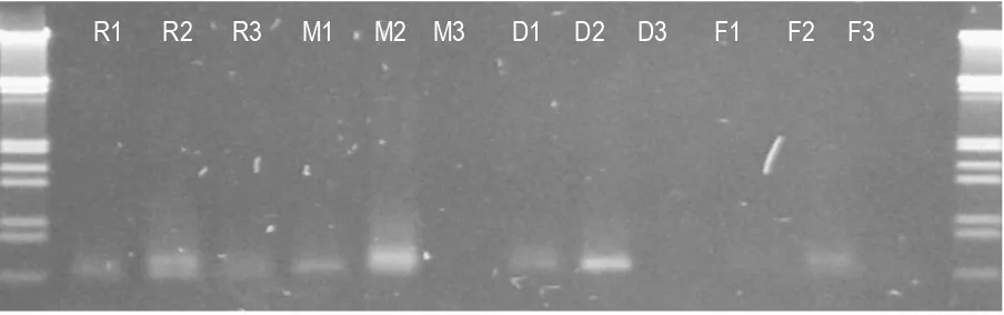 Gambar 1. Gambar 1.Hasil ampliikasi DNA jamur dari daun jarum sehat Pinus radiata dari beberapa daun yang  berbeda serta metode penyimpanan yang berbeda; R=suhu ruang  (30oC); M = mesin pengering (45 oC); D= ruang pengering (38 oC) dan F= daun basah