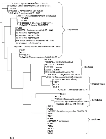 Gambar 2. Analisis ilogenetik menggunakan pendekatan maximum likelihood terhadap semua sekuen ITS dari sampel DNA jamur (PL= Plenty) yang terampliikasi dari daun Pinus radiata