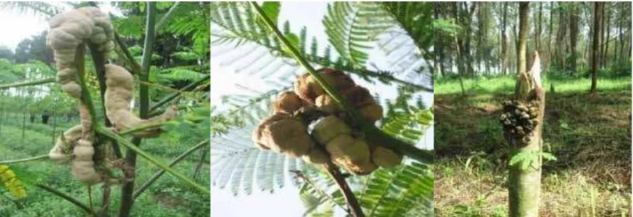 Gambar 4. Serangan penyakit karat tumor pada cabang dan batang tegakan provenan Solomon di Bondowoso, Jawa Timur 