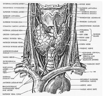 Gambar  Anatomi Kelenjar Tiroid 