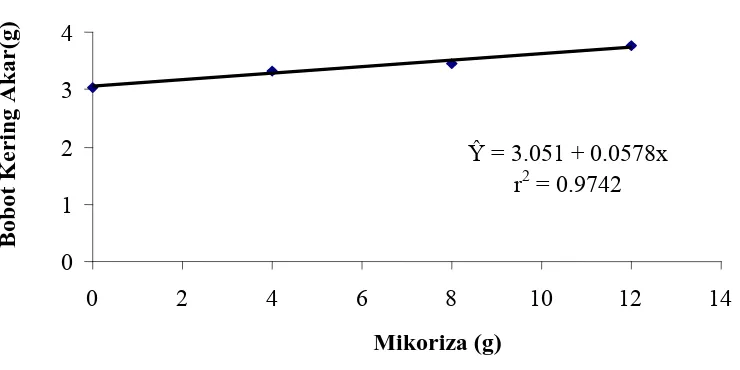 Tabel 8. Rataan bobot kering akar (g) pada perlakuan pengaruh  mikoriza vesikula             arbuskula (MVA) dan penggunaan mulsa  