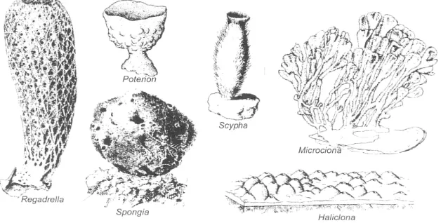 Gambar 1. Filum Porifera kelas Calcarea 