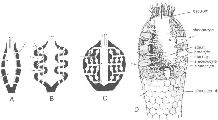 Gambar 3. Tipe morfologi sponge, A. Asconoid, B. Syconoid,        C. Leuconoid, D. Sponge tipe Asconoid