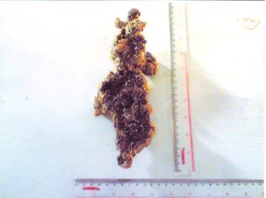 Gambar 13 : Sponge Clathria sp 