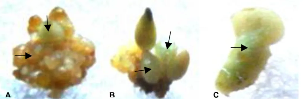 Gambar 4.  Uji ekspresi gen GUS  hasil transformasi kopi robusta. (A) kalus 3 hari setelah transformasi, (B)  kalus yang tumbuh pada medium seleksi dan (C) ES fase kotiledon