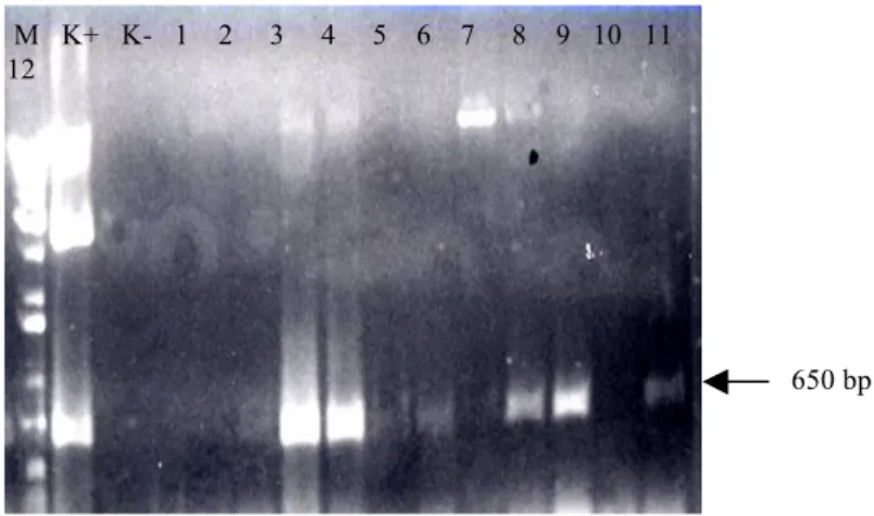 Gambar 5.  Analisis PCR planlet yang berasal dari kalus hasil transformasi (M): Marker 1 kb ladder, (K+):  Kontrol  positif  plasmid  pCAMBIA1301-chi,  (K-):  planlet  yang  tidak  ditransformasi,  (1-12):  planlet hasil transformasi