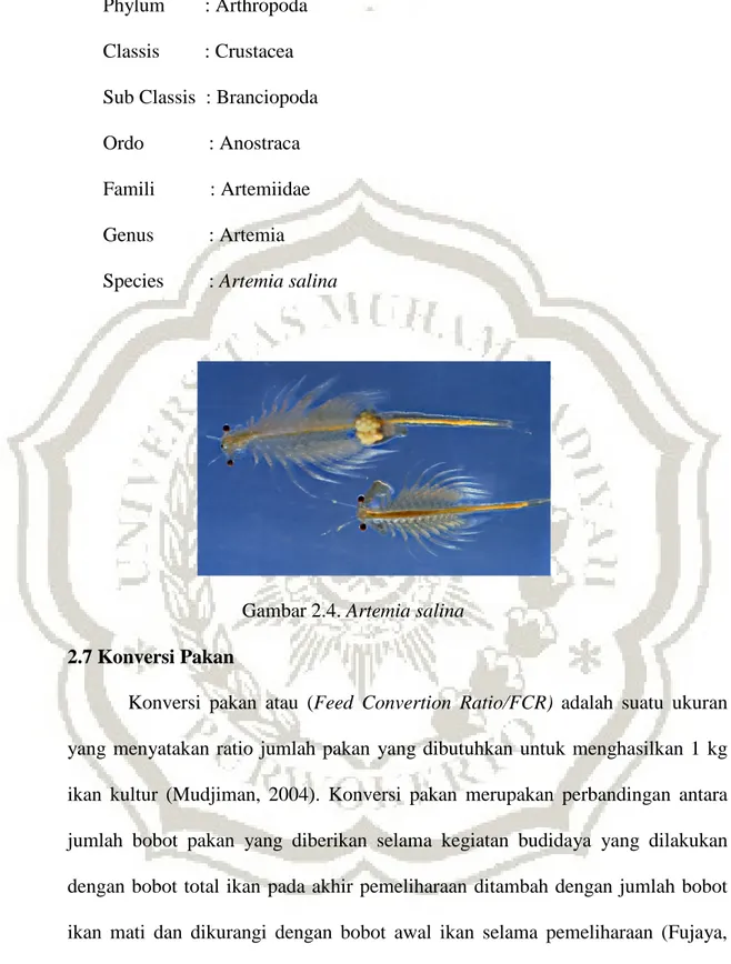 Gambar 2.4. Artemia salina