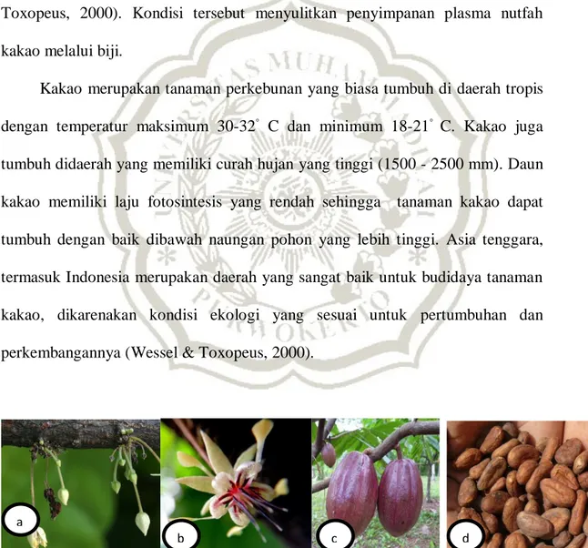 Gambar  2.2:  (a)  kuncup  bunga  kakao  (https://varuninamdar.wordpress.com 