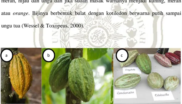 Gambar  2.3  :a.  Kakao  kultivar  Criollo  (http://www.amanochocolate.com 