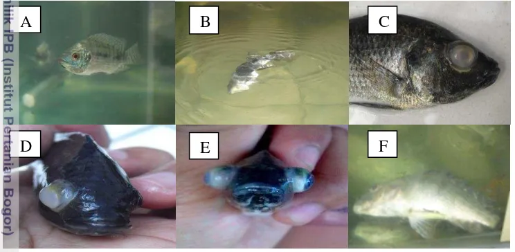 Gambar 2. Gejala klinis ikan yang terinfeksi bakteri S. agalactiae: A. ikan normal, B