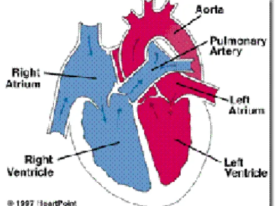 Gambar 1. Anatomi Jantung Normal