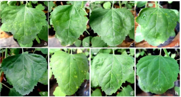 Gambar 2. Lesio lokal pada daun tanaman uji Chenopodium amaranticolor (a). kontrol, (b) tween 1%, (c) MS 0,7%,  (d) MS 1%, (e) MS 1,2%, (f) MSN 0,7%, (g) MSN 1%, (h) MSN 1,2%