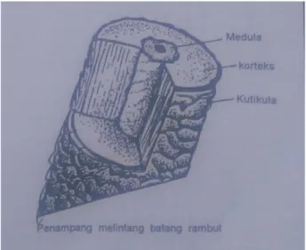 Gambar 2.5 Anatomi batang rambut (Putro, 1998) 