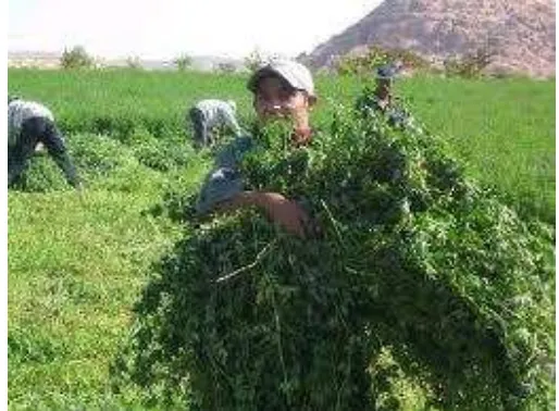 Gambar 5 Alfalfa legum salah satu tanaman  hyperaccumulator 