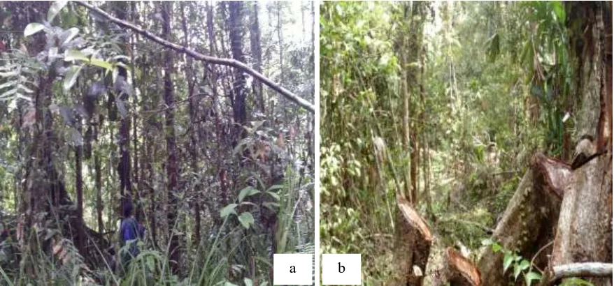 Gambar (Figure) 1. a. Hutan sebelum  ditebang (virgin forest); b. Hutan setelah ditebang (log over forest)  