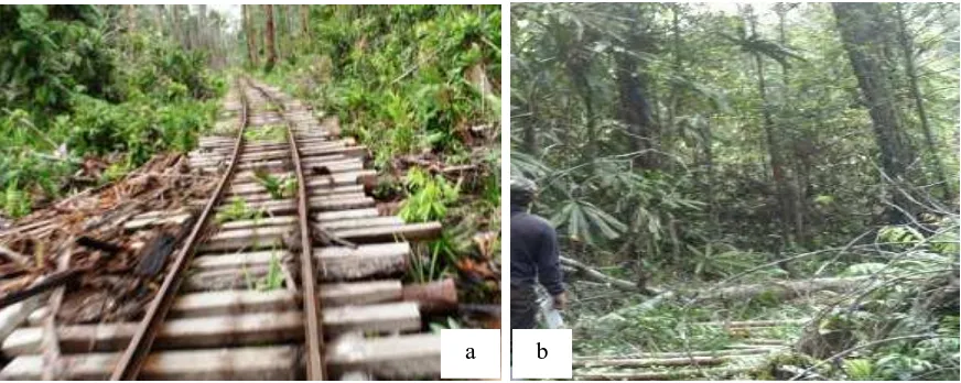 Gambar (Figure) 3. a. Jalan angkutan kayu (main off road); b. Jalan sarad (branch off road) 