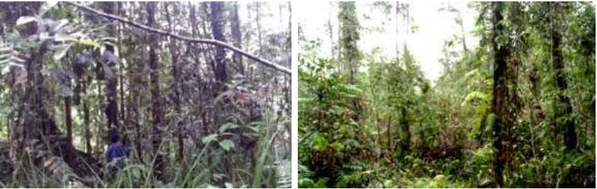 Gambar (Figure) 1. Hutan yang belum ditebang (Virgin 