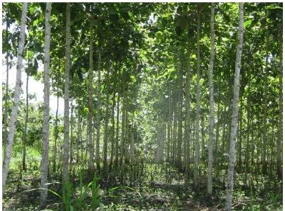 Gambar  1. Hutan tanaman jati dari bibit hasil stek pucuk 