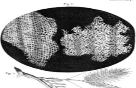 Gambar 1. Sel Gabus Berdasarkan Penelitian Robert Hooke
