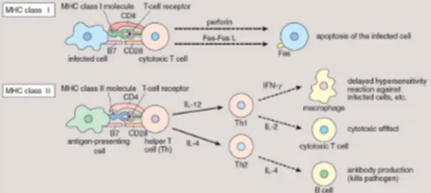 Gambar   1.   Reaksi   imun   yang   diklasifikan   berdasarkan MHCclass. 8