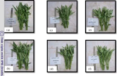 Gambar 1. Perbandingan tanaman kangkung pada berbagai jenis perlakuan 