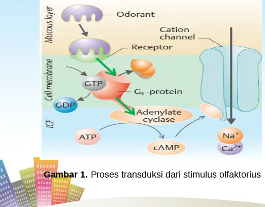 Gambar 1. Proses transduksi dari stimulus olfaktorius