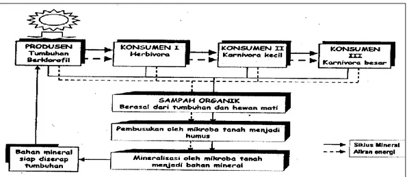 Gambar 3.7. Model sederhana perpindahan energi dan materi dalam ekosistem ((Odum, 1983) 