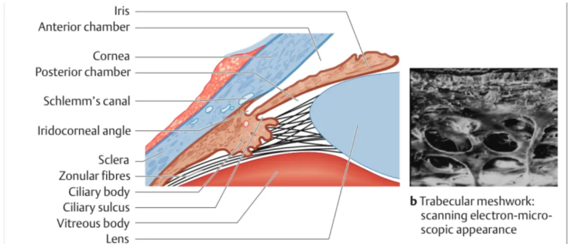 Gambar 1. Anatomi korpus siliaris, sudut iridokorneal dan trabekula Meshwork  (dikutip dari kepustakaan 5) 