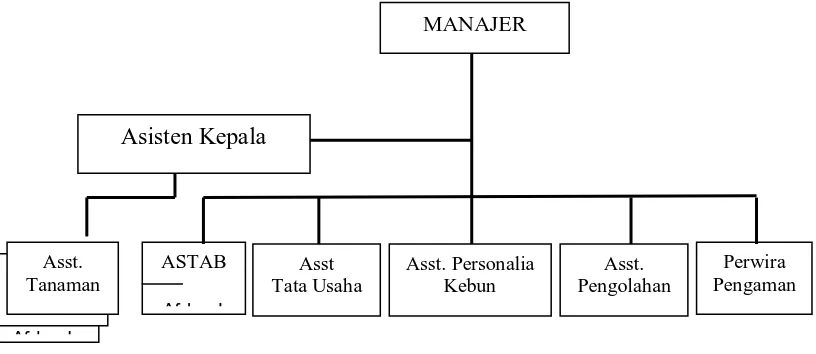 Gambar 4.1 Struktur Organisasi PT Perkebunan Nusantara  III ( Persero) Kebun Sarang 