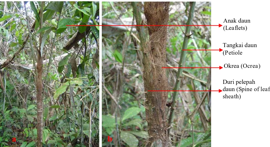 Gambar (Figure) 5. Korthalsia jala J. Dransf. : a. Perawakan (Habitus); b. Pelepah daun (Leaf sheath)  