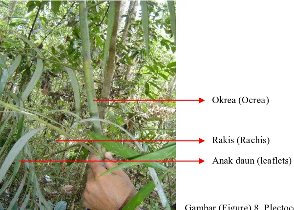 Gambar (Figure) 6. Korthalsia robusta Blume : a. Pelepah daun (Leaf sheath); b. Anak daun (Leafleats) 