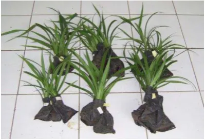 Gambar (258  Figure) 2. Semai pandan (Pandan seed) 
