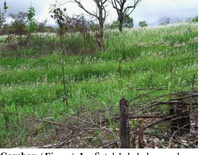 Gambar (Figure) 1.  Setelah kebakaran alang-alang segera tumbuh kembali, sementara tanaman pokoknya tidak dapat hidup lagi (Alang-alang grew well after burning while plants were killed)  (Foto: Kosasih, 2006) 