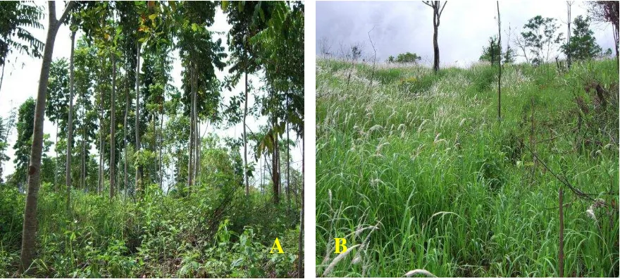 Gambar  (Figure) 6. Alang-alang tidak tumbuh pada lahan di bawah tegakan Khaya spp (A) tetapi tumbuh subur di lahan terbuka (B) (Alang-alang did not grow on the area under Khaya spp stand (A) but grew well on the open area (B) (Foto: Kosasih, 2006) 