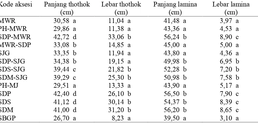 Tabel 2. Rata-rata  panjang , lebar thothok dan lamina daun beberapa aksesi salak pada umur36 bulan setelah tanam