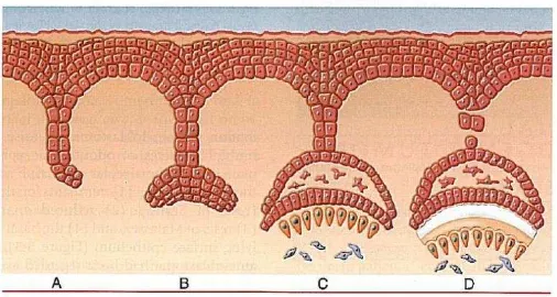 Gambar 1  Tahap awal odontogenesis A. Invaginasi B. Cap Stage C. Early Bell Stage D. Late Bell Stage1 